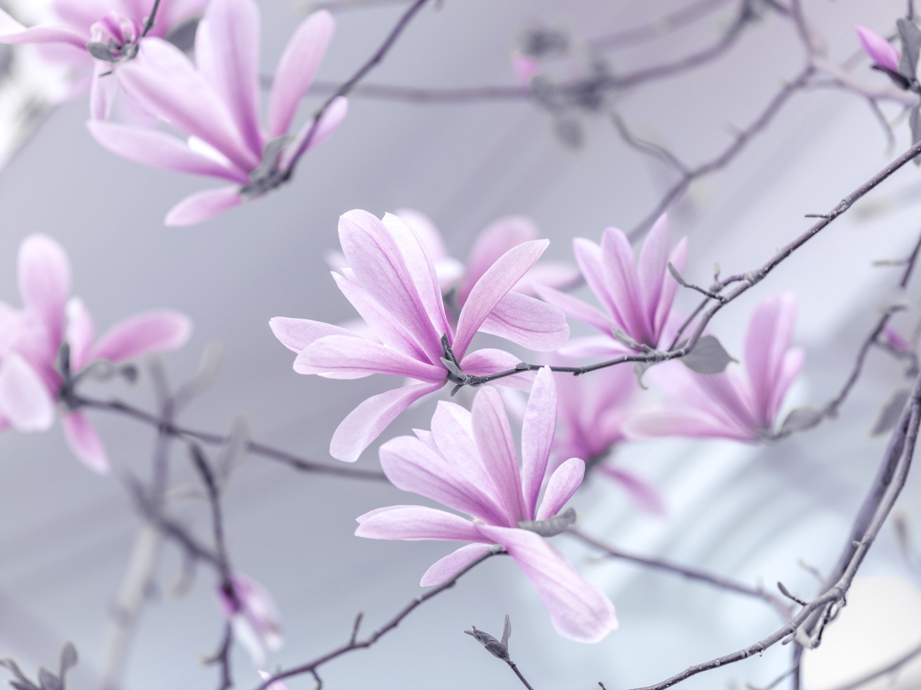 Abstract Pink Floral Branches Wall Mural