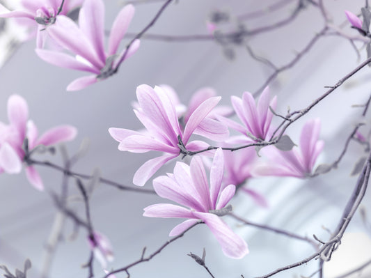 Abstract Pink Floral Branches Wall Mural