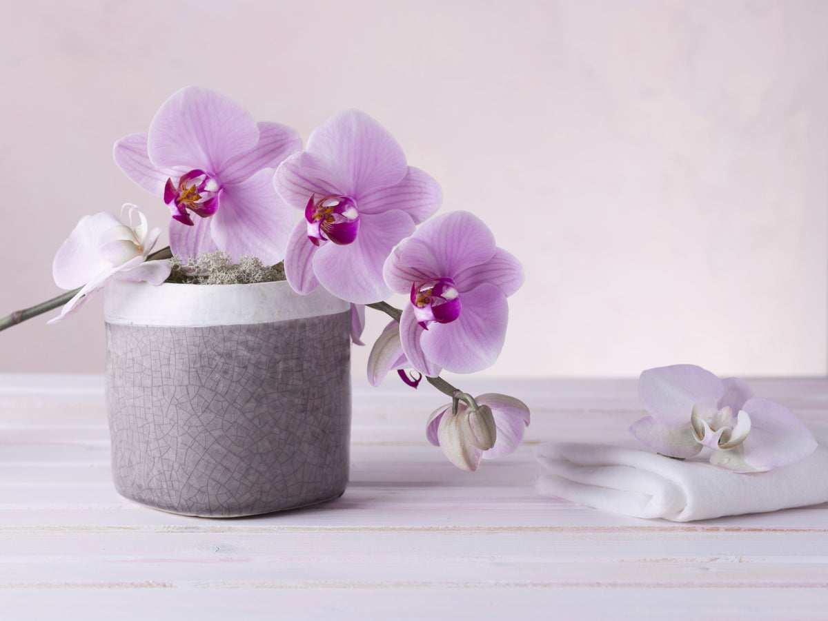 Minimalist Orchid Still Life Wall Mural in your room