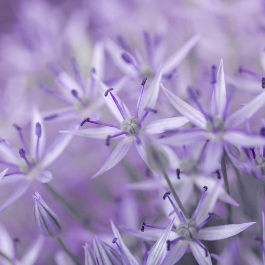 Violet Allium Macro Bloom Wall Mural