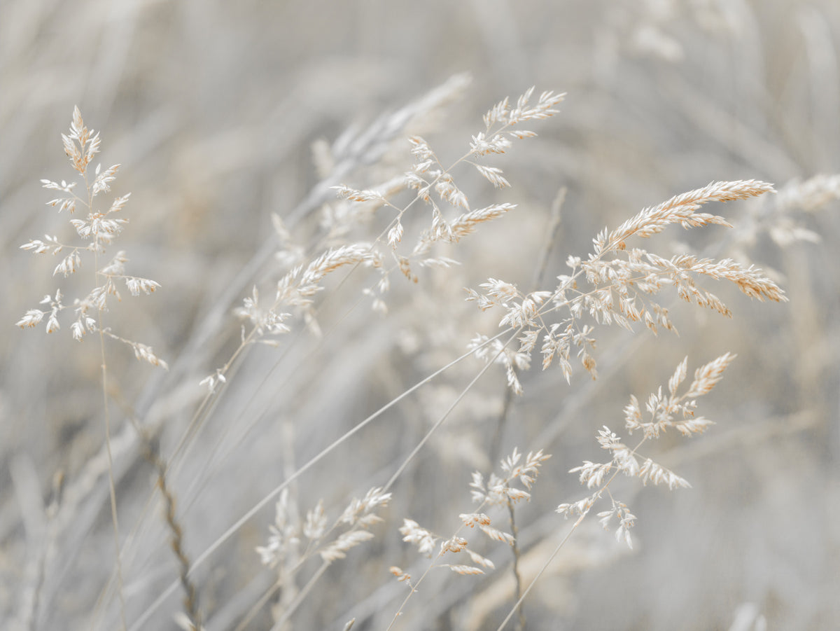 Ethereal Grass Wisps in Muted Tones Wall Mural in your room