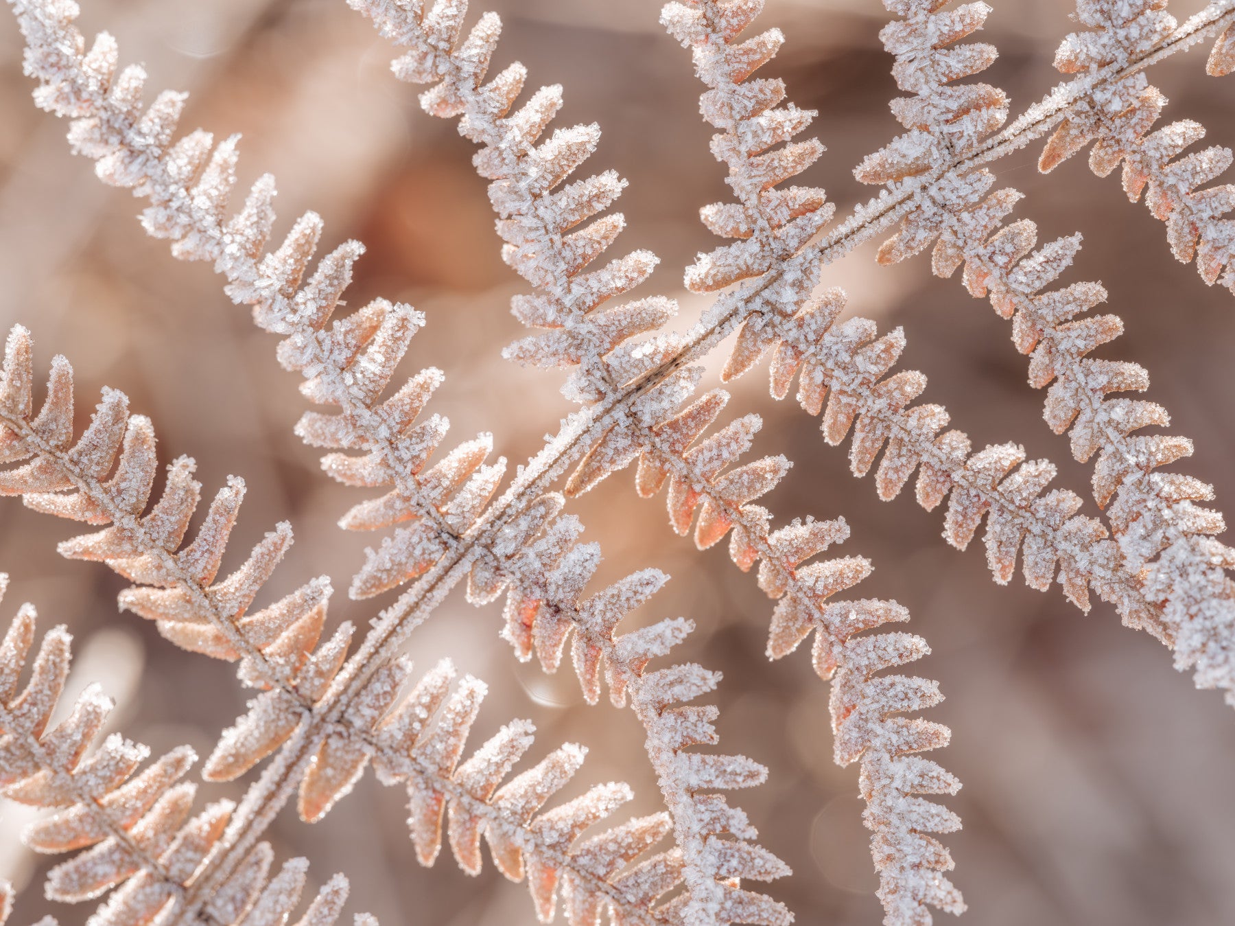 Icy Fern Macro Botanical Texture Wall Mural