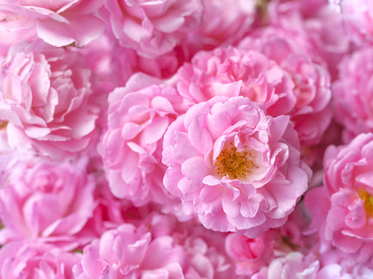 Soft Pink Peony Bloom Field Wall Mural