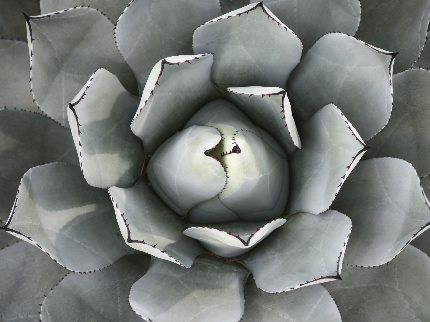 Desert Succulent Symmetry Wall Mural
