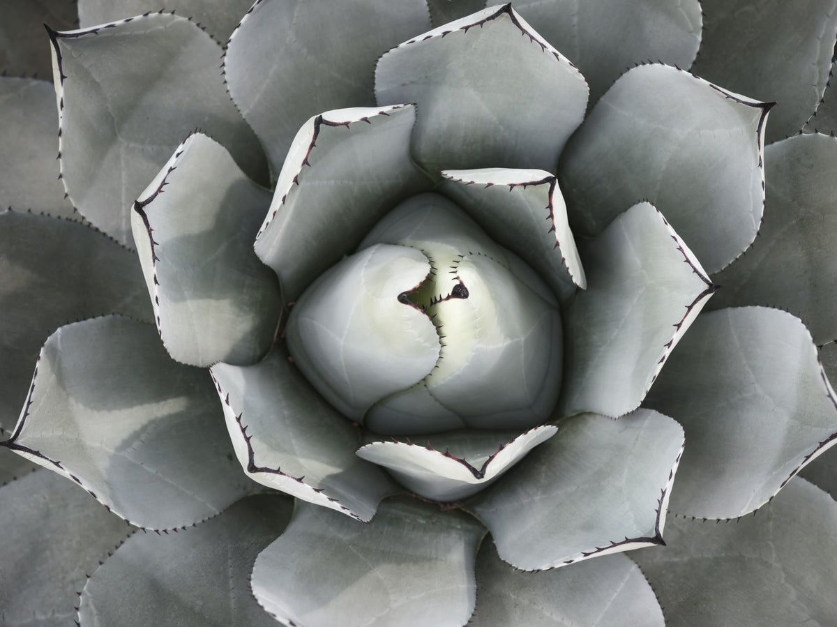 Desert Succulent Symmetry Wall Mural in your room