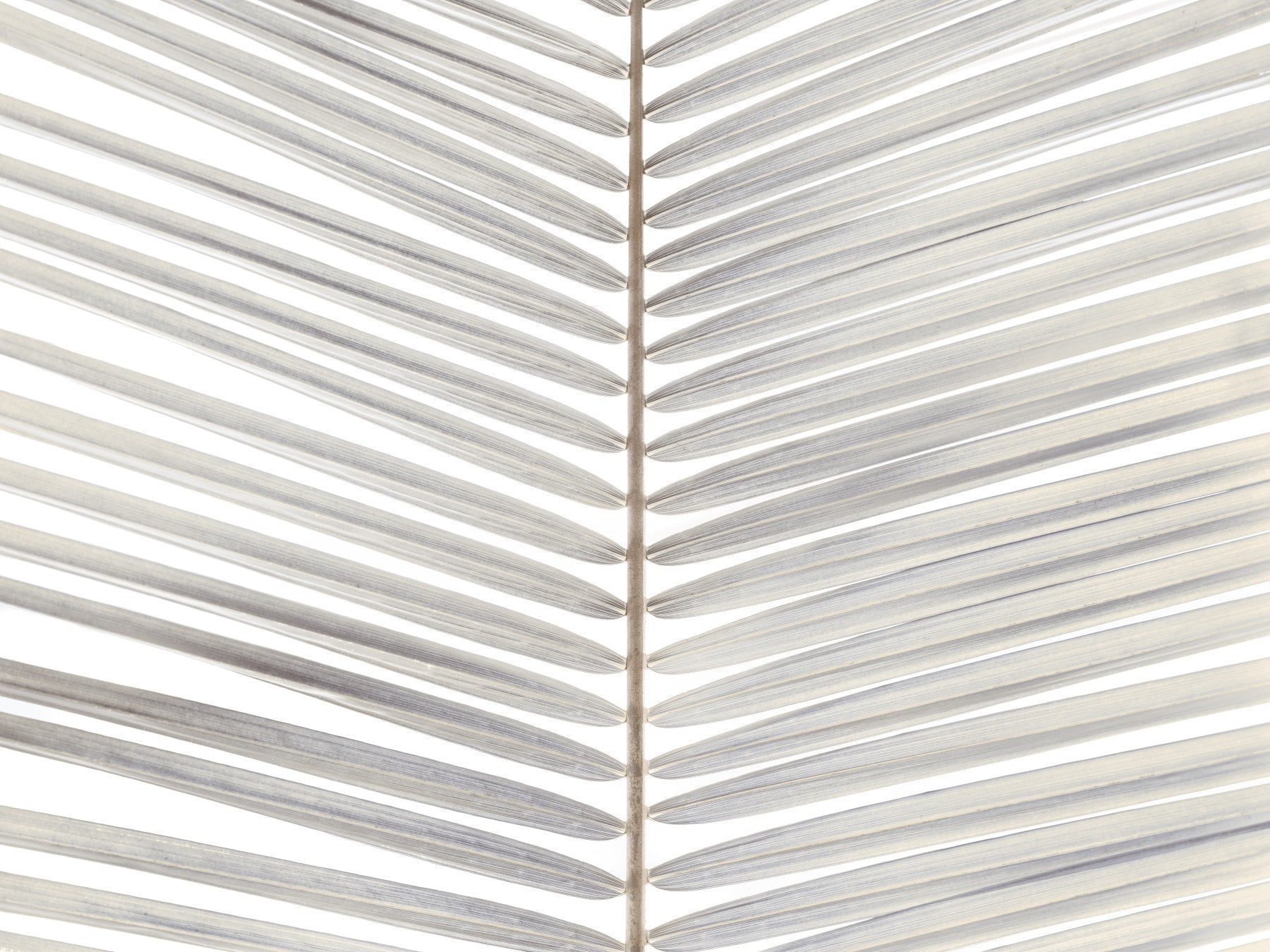 Symmetrical Frond Line Art Wall Mural