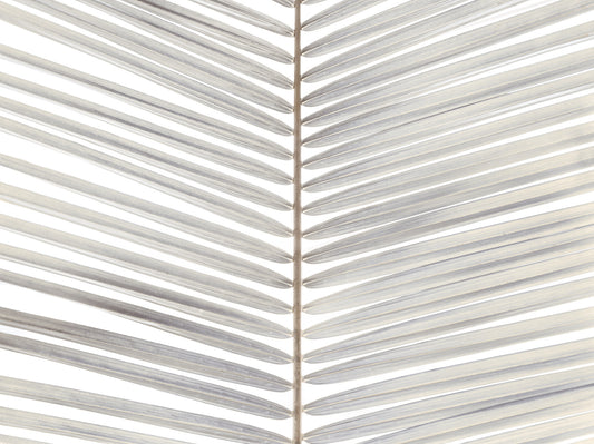 Symmetrical Frond Line Art Wall Mural