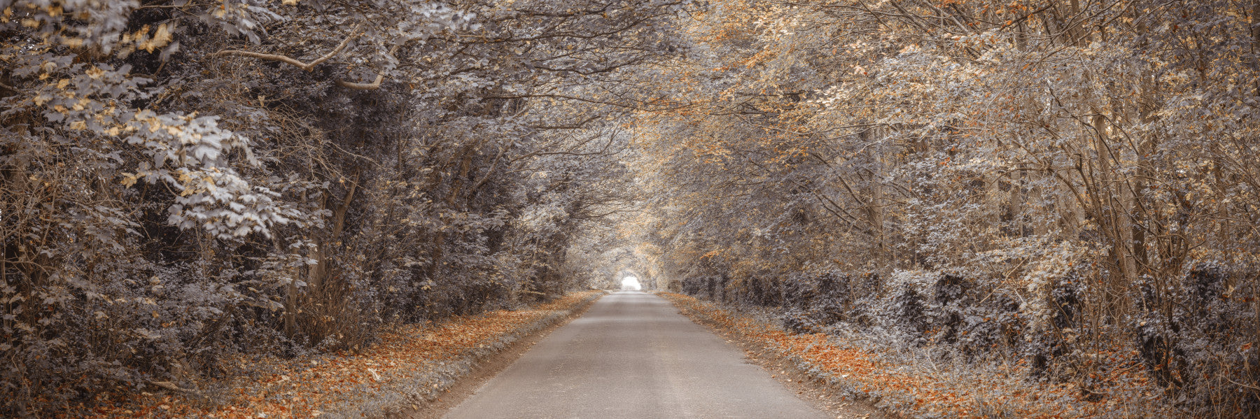 Rustic Country Road View Wall Mural