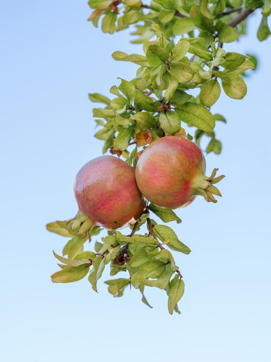 Sun-Ripened Pomegranate Harvest Wall Mural