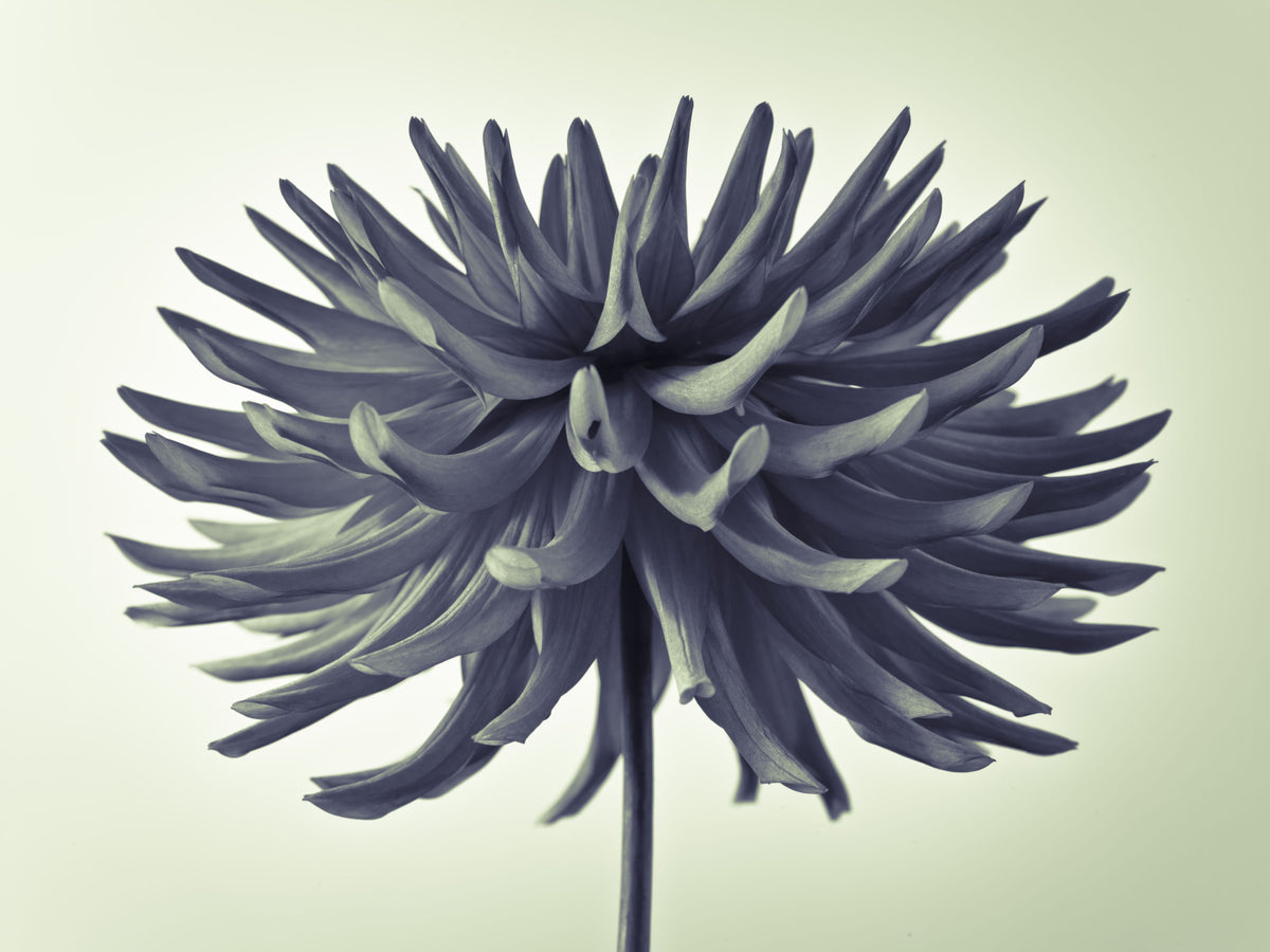 Abstract Dahlia Sculpture Wall Mural in your room
