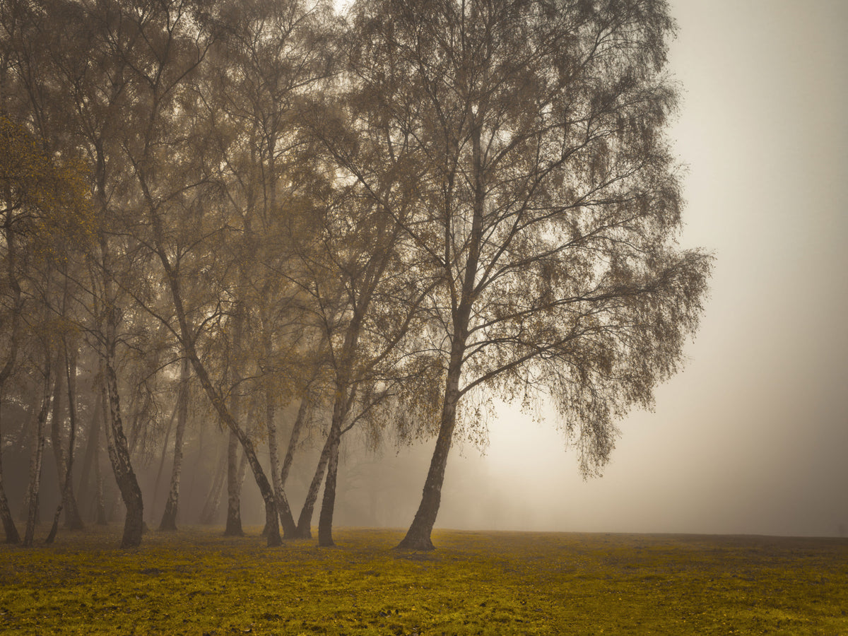 Golden Morning Mist Forest Wall Mural in your room — zoomed