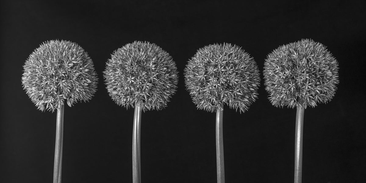 Geometric Allium Floral Pattern Wall Mural in your room — zoomed