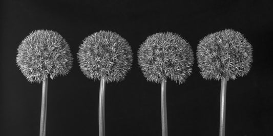 Geometric Allium Floral Pattern Wall Mural