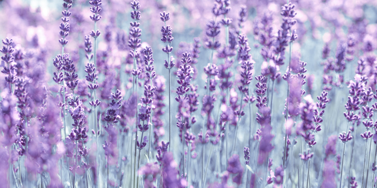 Abstract Lavender Dreamscape Wall Mural in your room