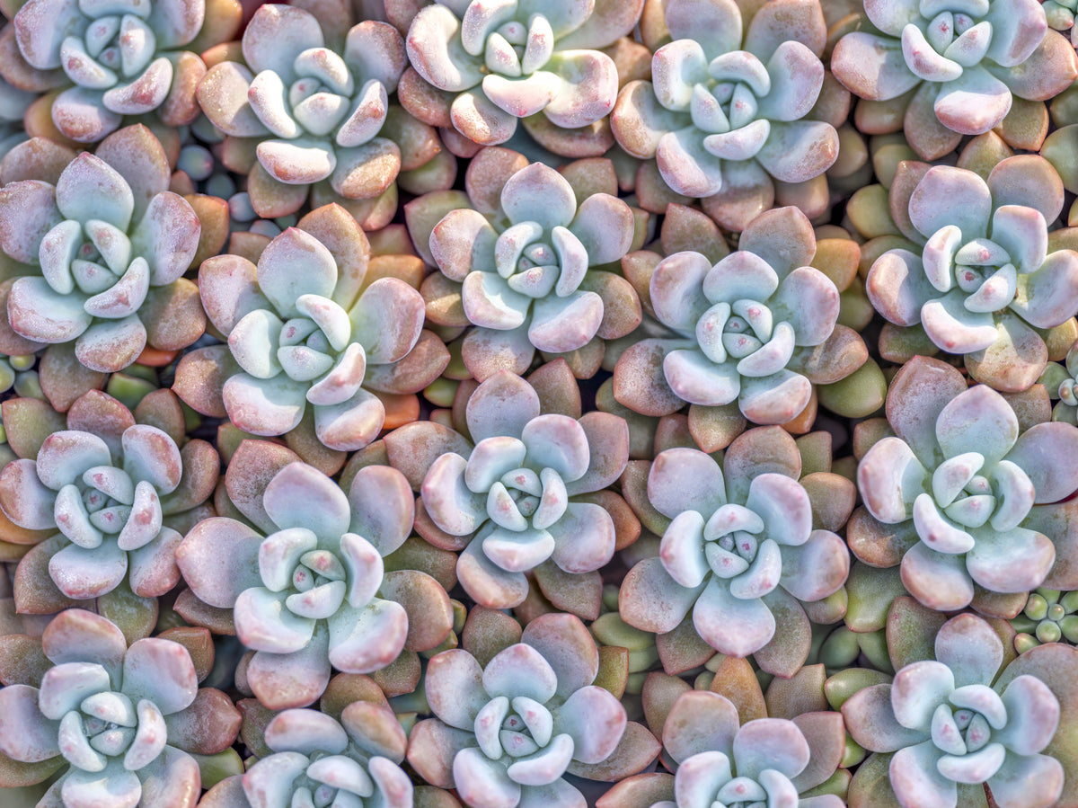 Desert Bloom Succulent Motif Wall Mural in your room — zoomed