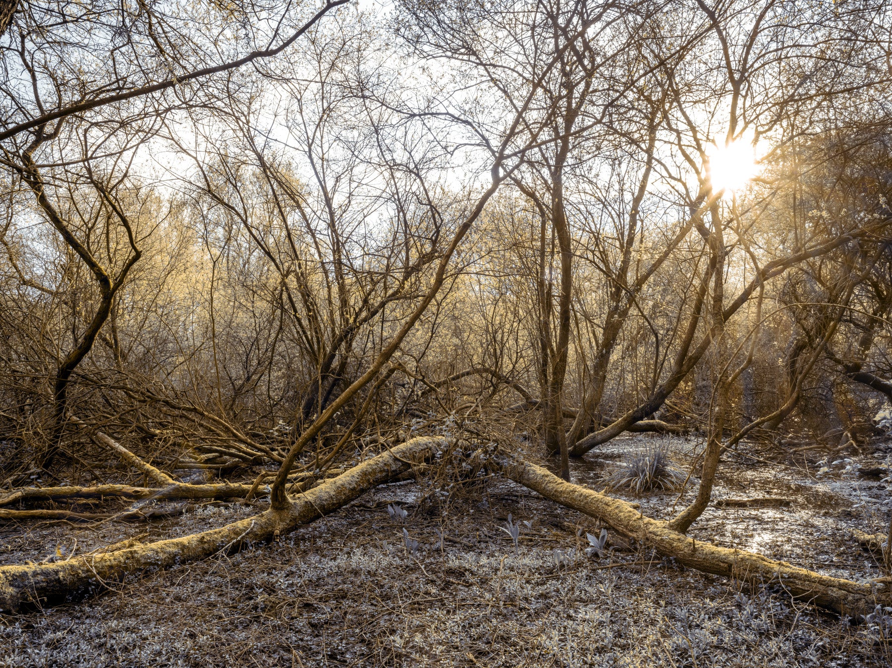 Sun-Drenched Wilderness Canopy Wall Mural