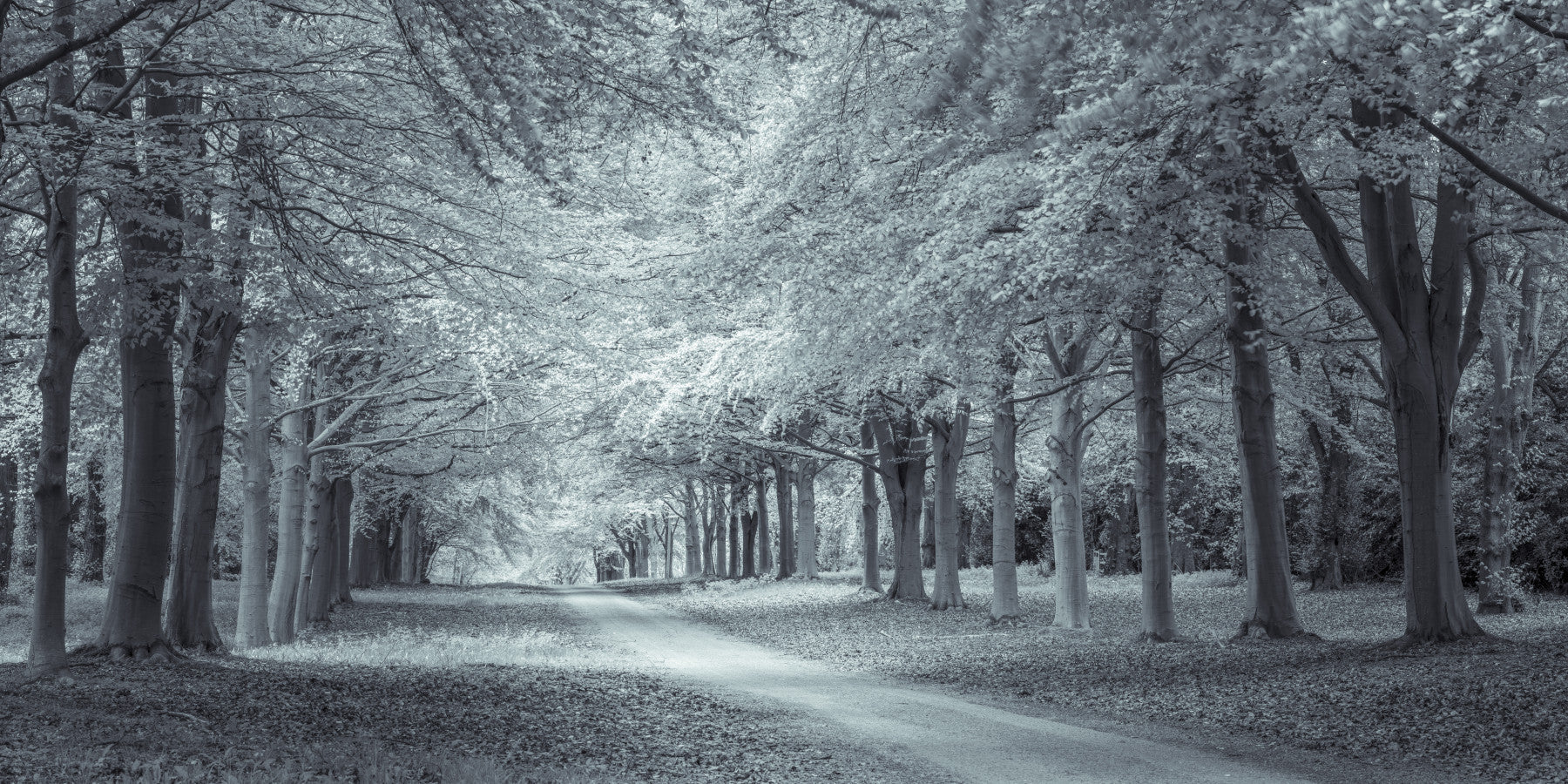 Serene Forest Canopy Path Wall Mural