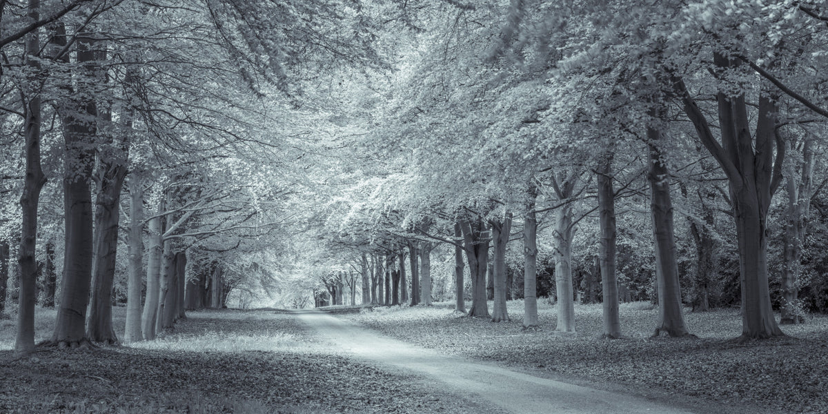 Serene Forest Canopy Path Wall Mural in your room