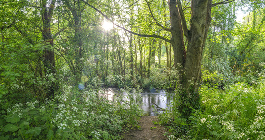 Sun-Dappled Wilderness Woodland View Wall Mural