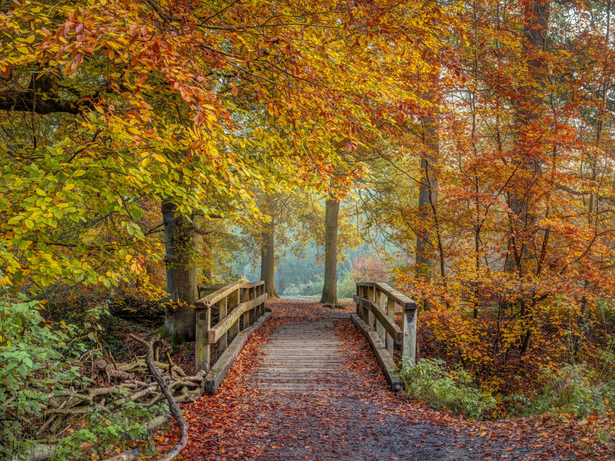 Misty Woodland Bridge Walkway Wall Mural in your room — zoomed