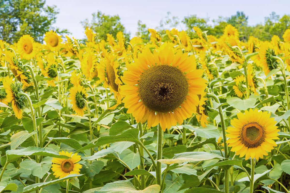 Golden Sunflower Field Meadow Wall Mural in your room