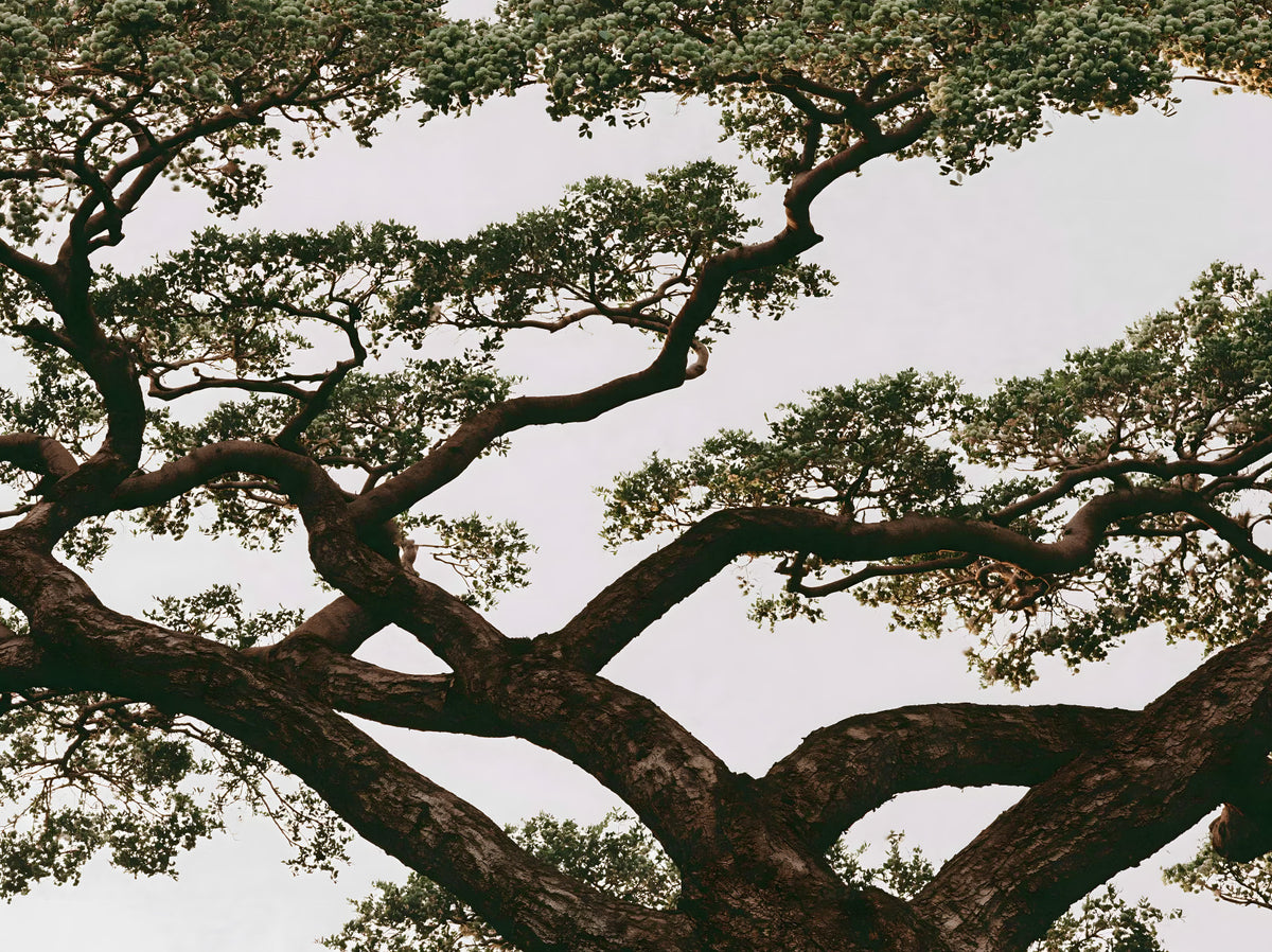 Ancient Canopy Silhouette Wall Mural in your room