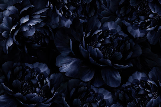 Midnight Peony Bloom Wall Mural