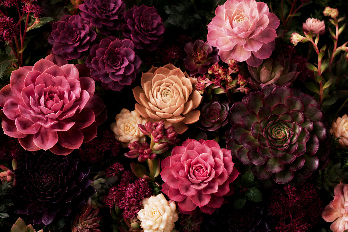 Midnight Succulent Bloom Wall Mural in your room — zoomed