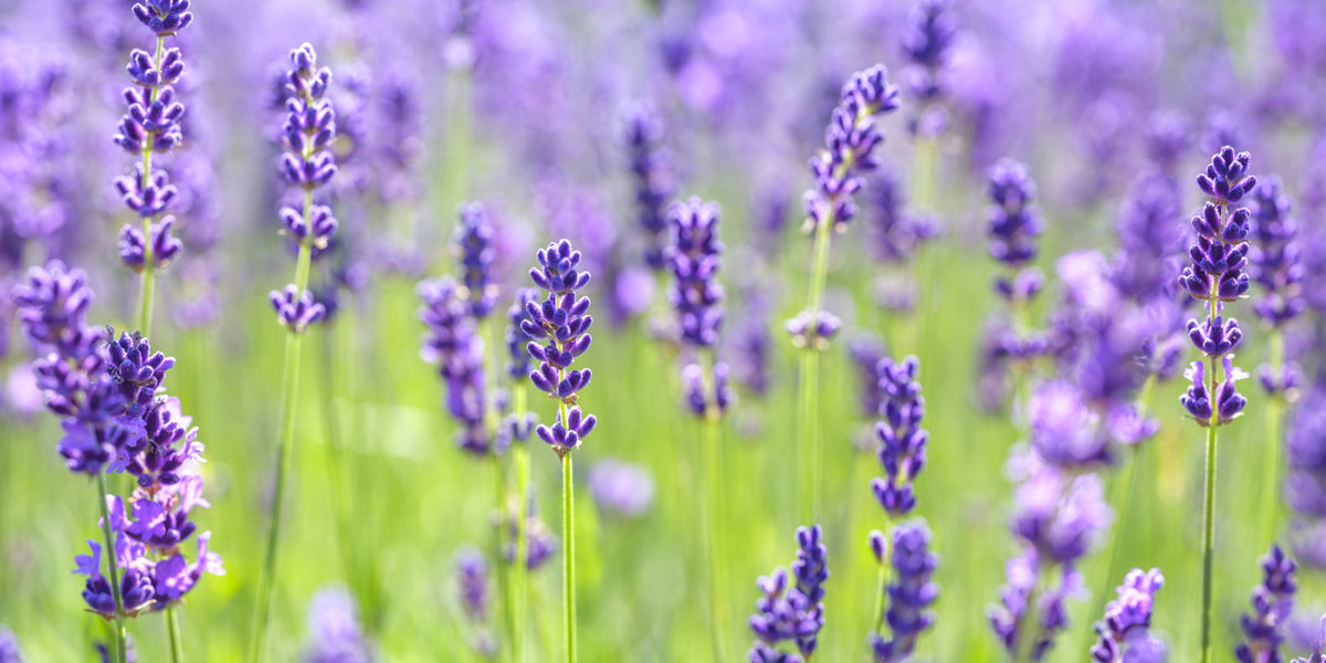 Abstract Floral Lavender Harmony Wall Mural in your room