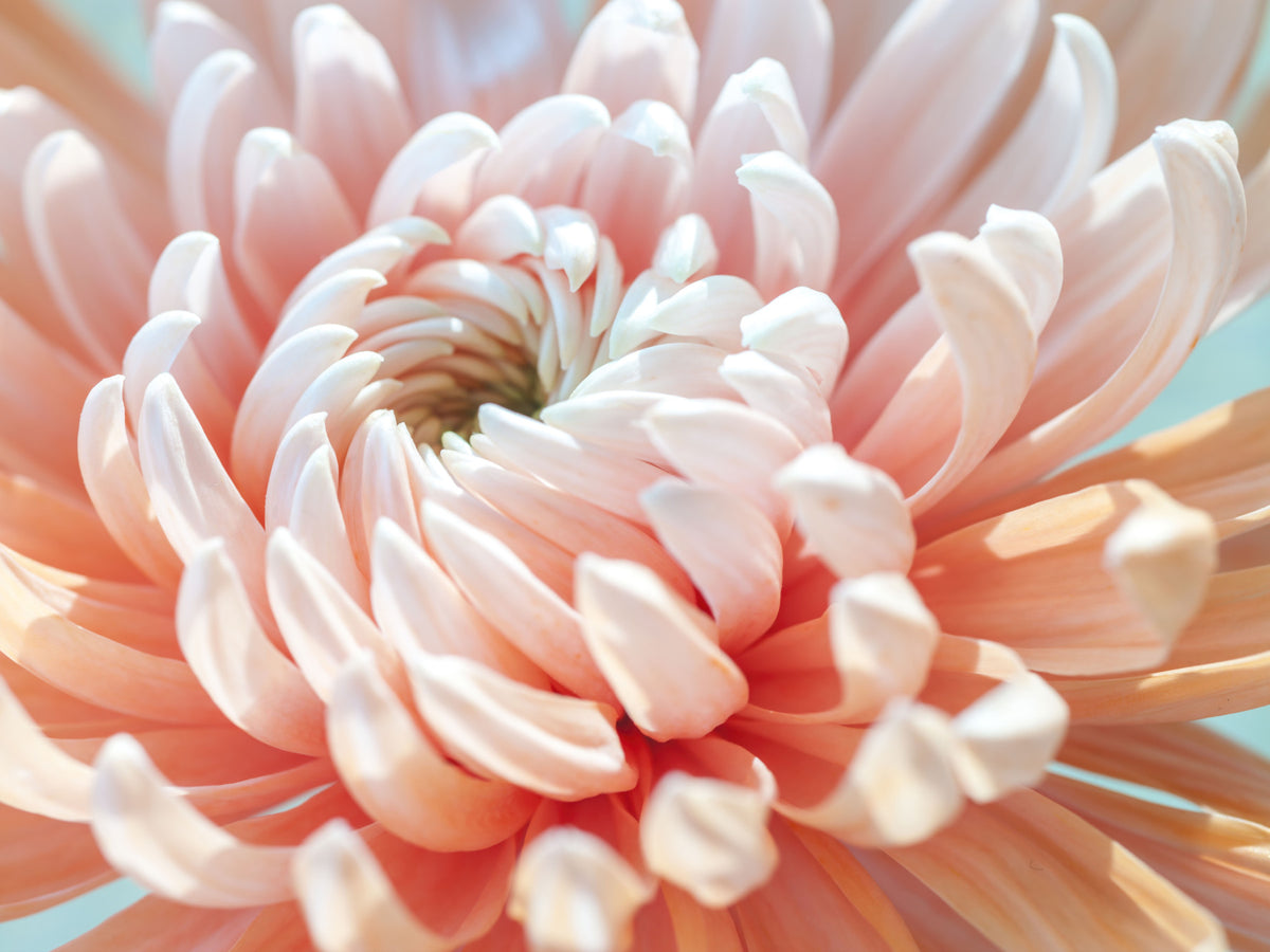 Coral Bloom Macro Detail Wall Mural in your room