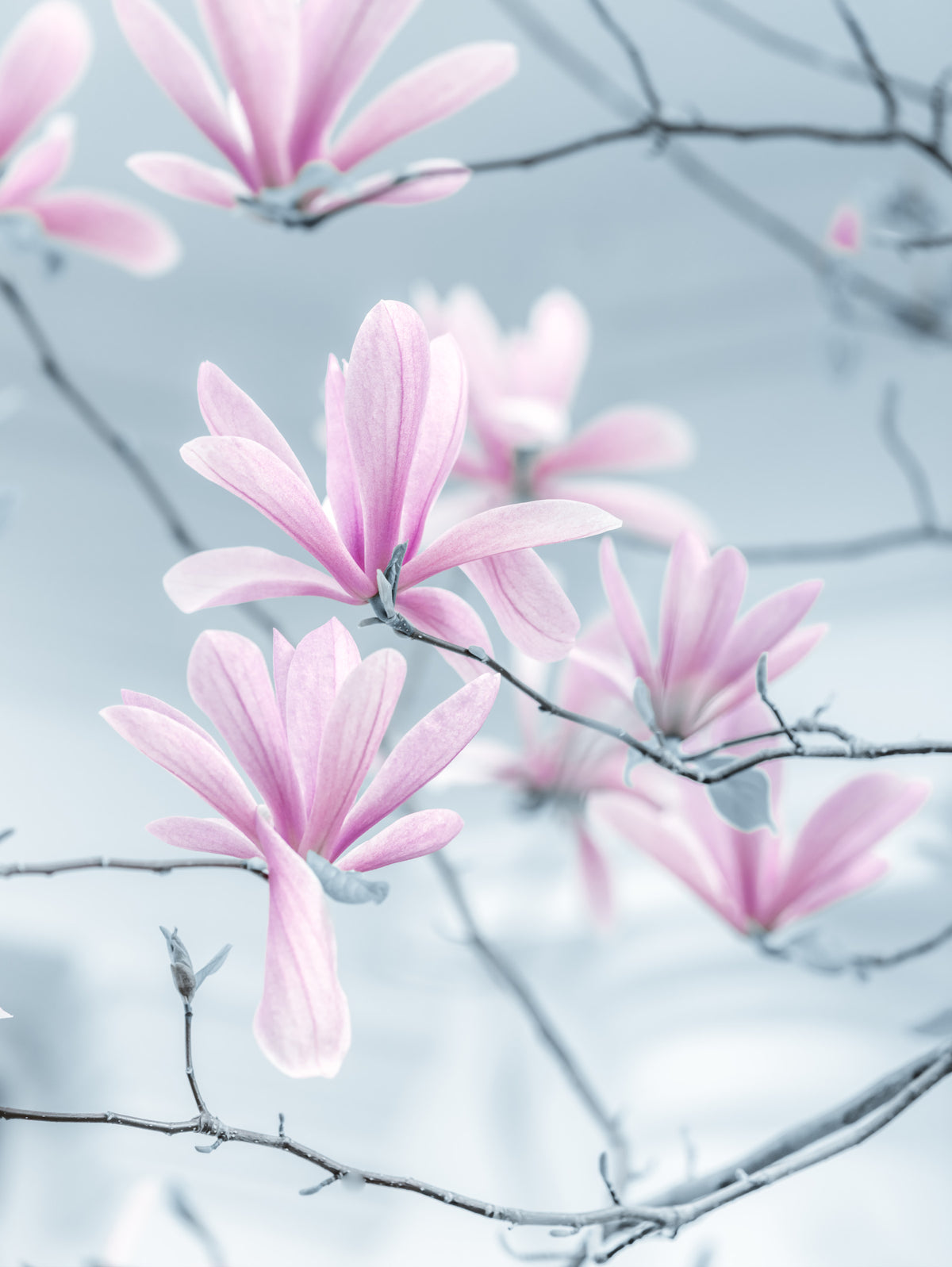 Minimalist Magnolia Branches Wall Mural in your room — zoomed