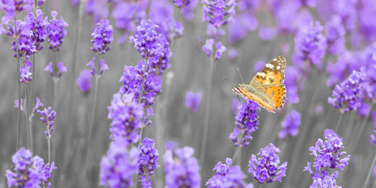 Purple Petals and Butterfly Garden Wall Mural