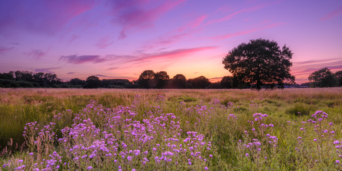 Purple Horizon Meadow Landscape Wall Mural in your room