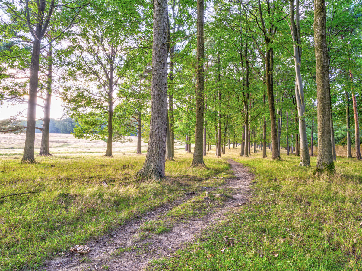 Verdant Woodland Escape Wall Mural in your room