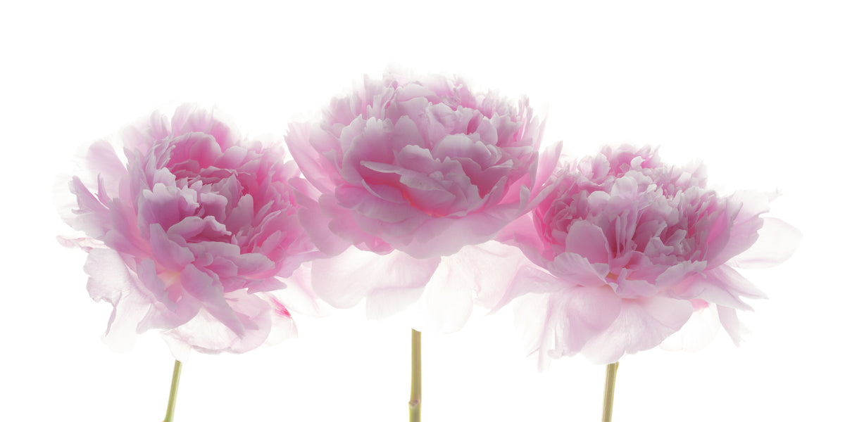 Minimalist Blush Petals Wall Mural in your room — zoomed