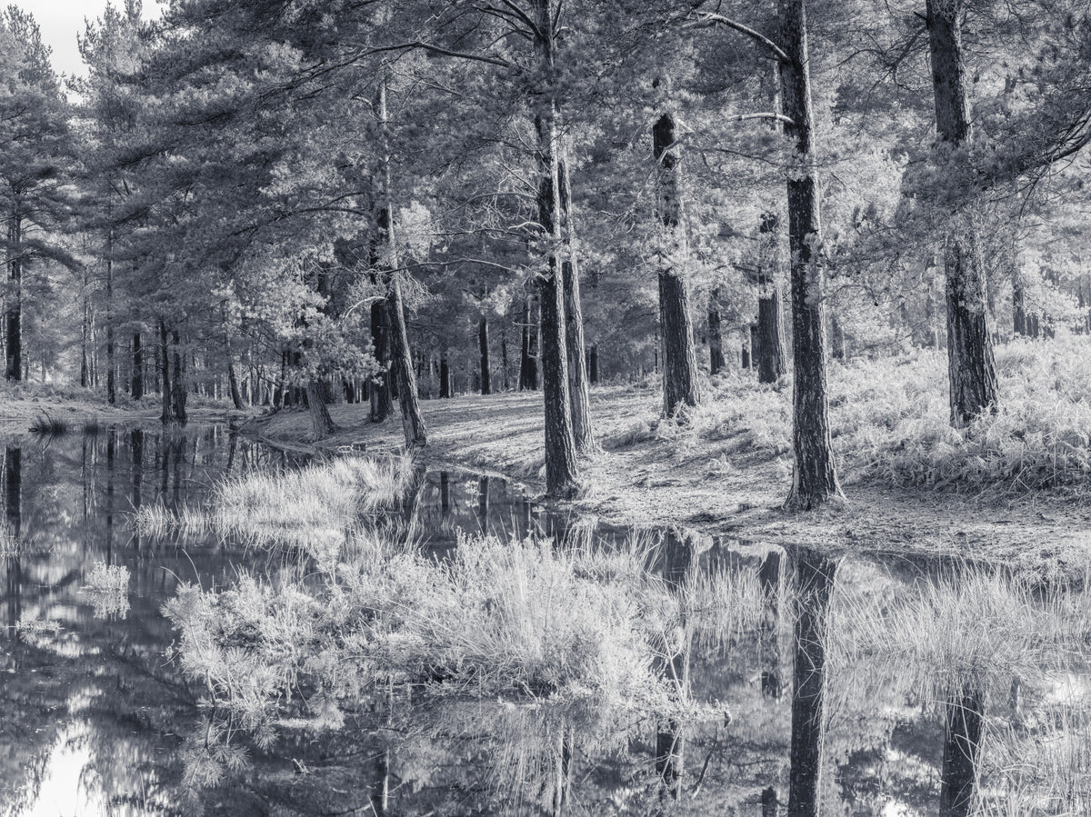 Monochrome Pine Forest Reflection Wall Mural in your room