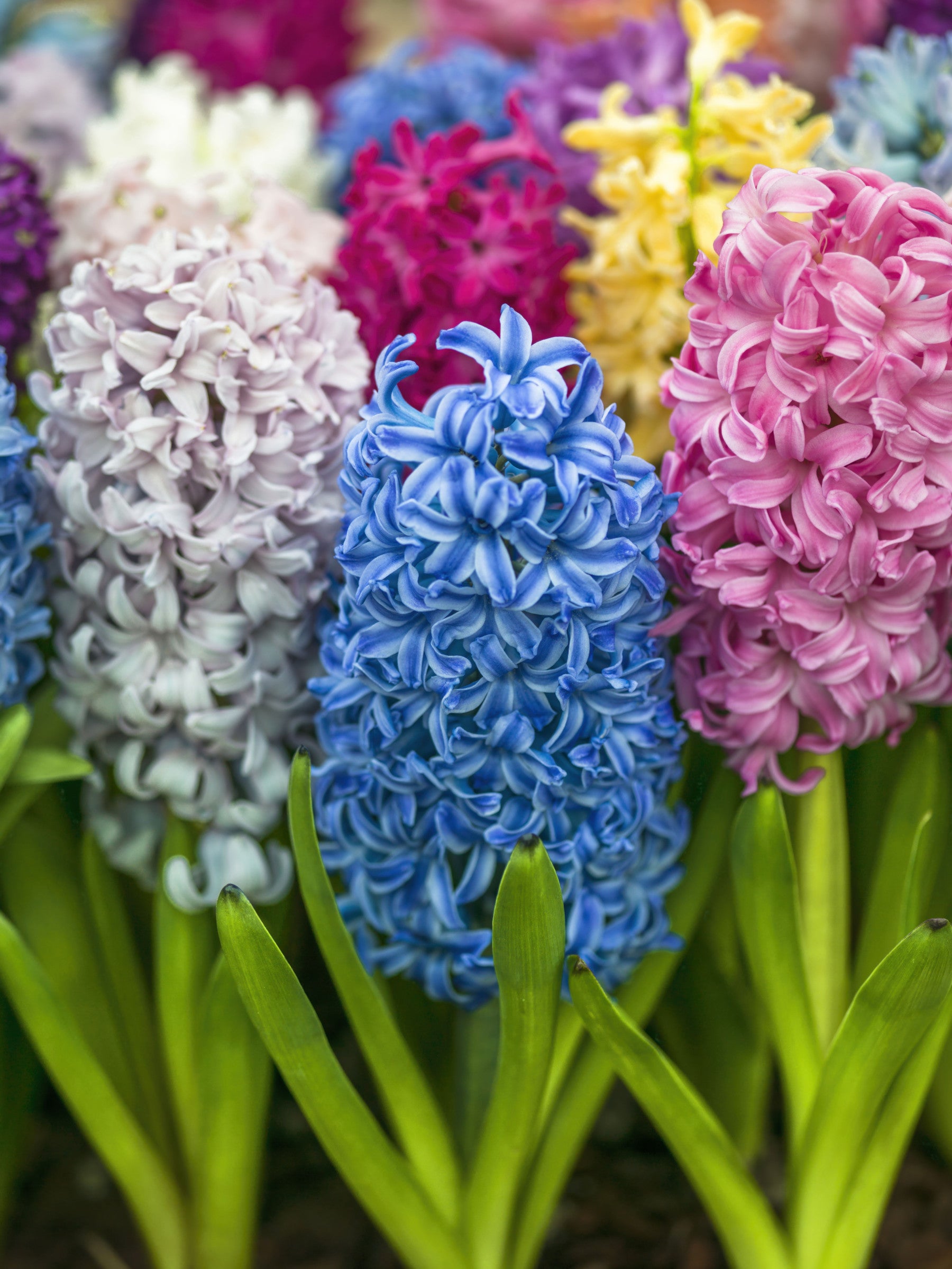 Hyacinth Petal Abstraction Wall Mural