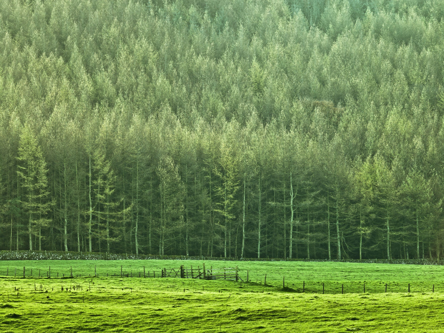 Verdant Woodland Valley Wall Mural