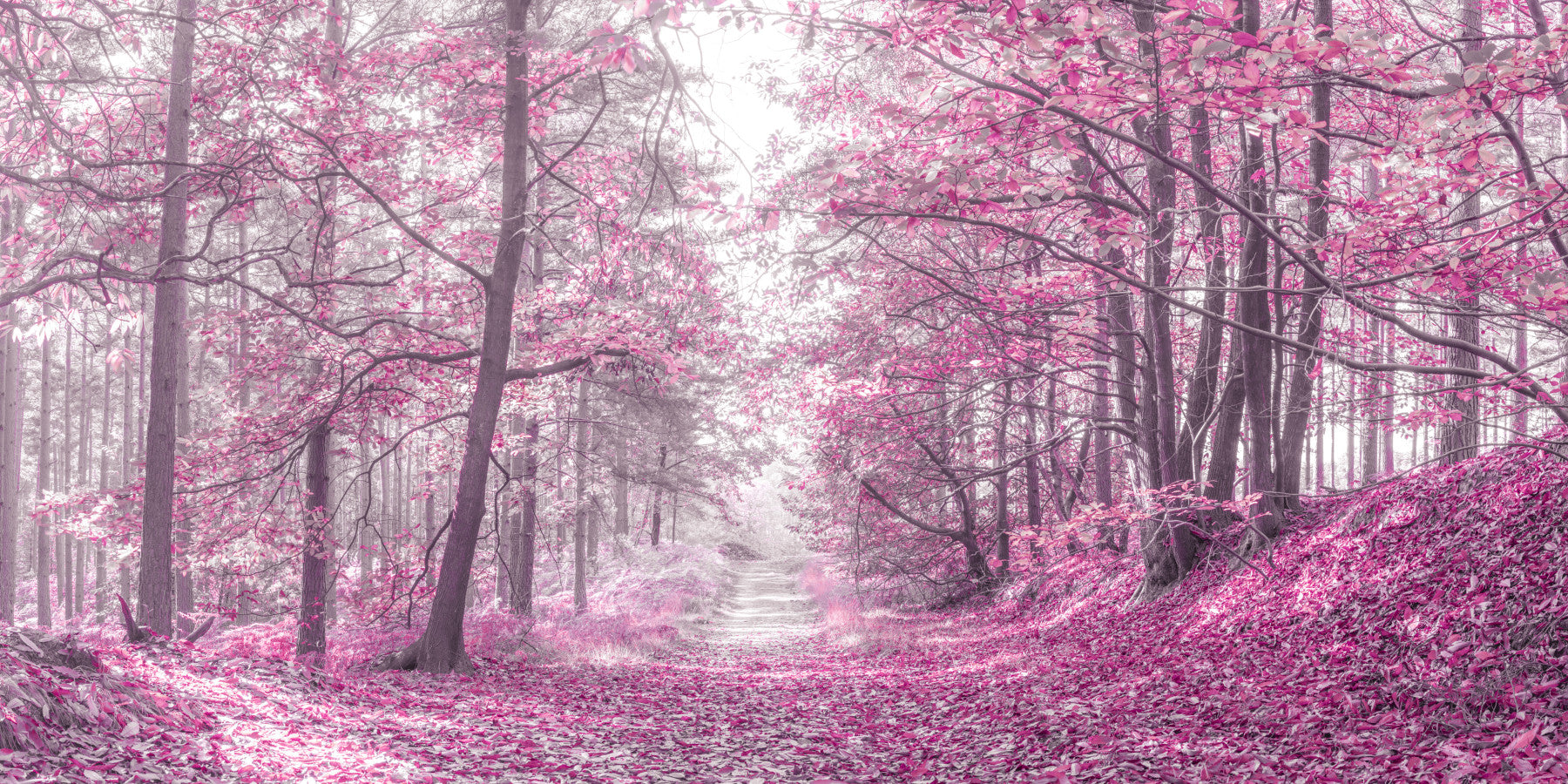 Magenta Woodland Pathway Wall Mural