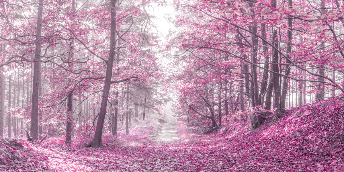 Magenta Woodland Pathway Wall Mural in your room — zoomed