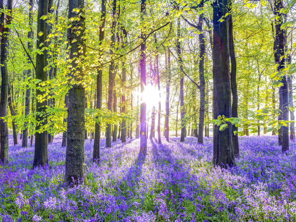 Springtime Purple Woodland Vista Wall Mural in your room — zoomed