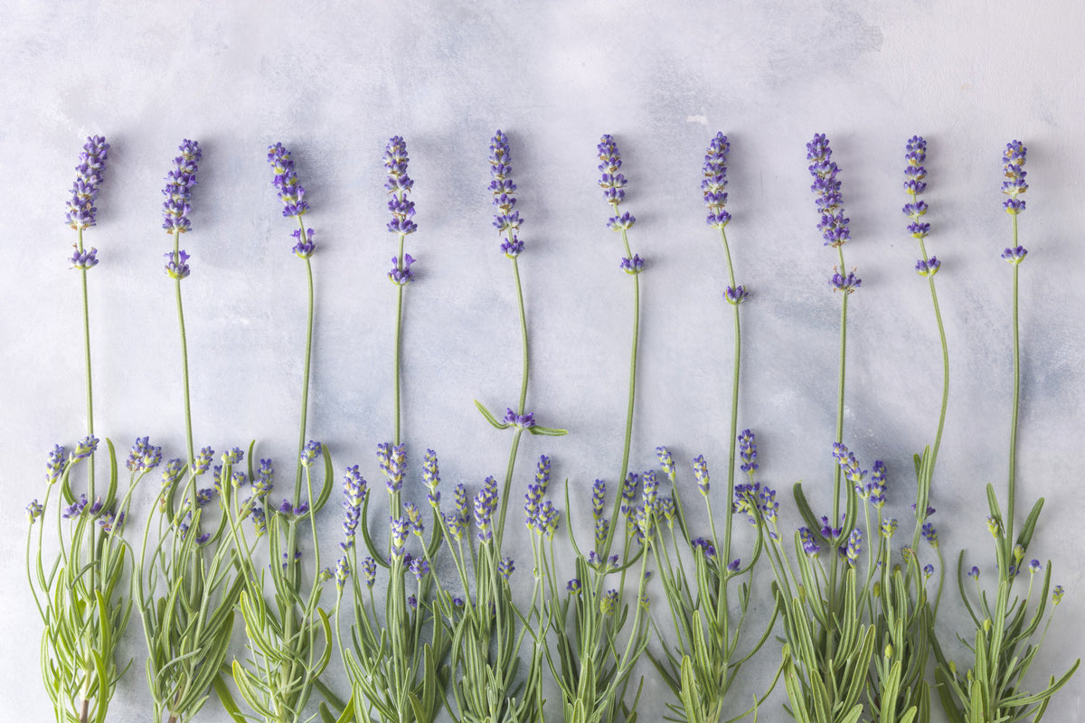 Minimalist Garden Herb Texture Wall Mural in your room