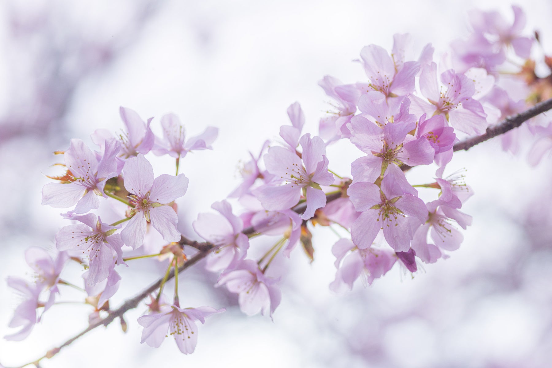 Minimalist Spring Petal Study Wall Mural