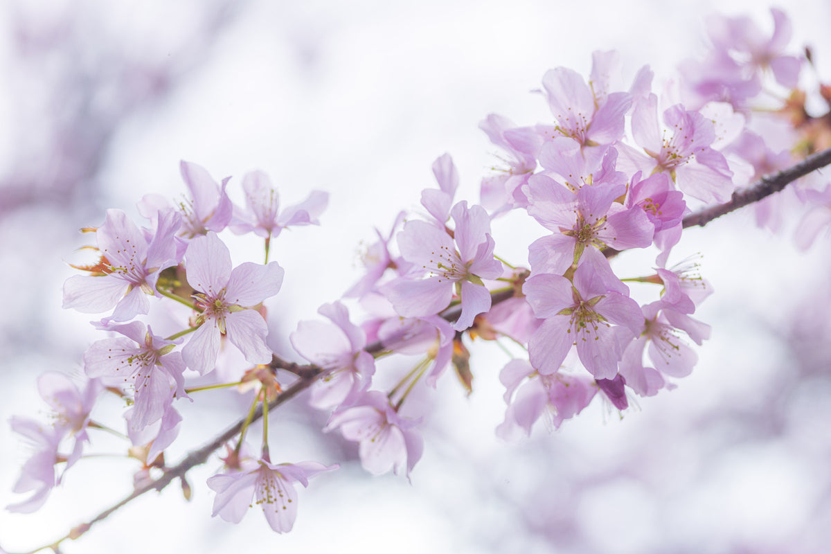 Minimalist Spring Petal Study Wall Mural in your room — zoomed