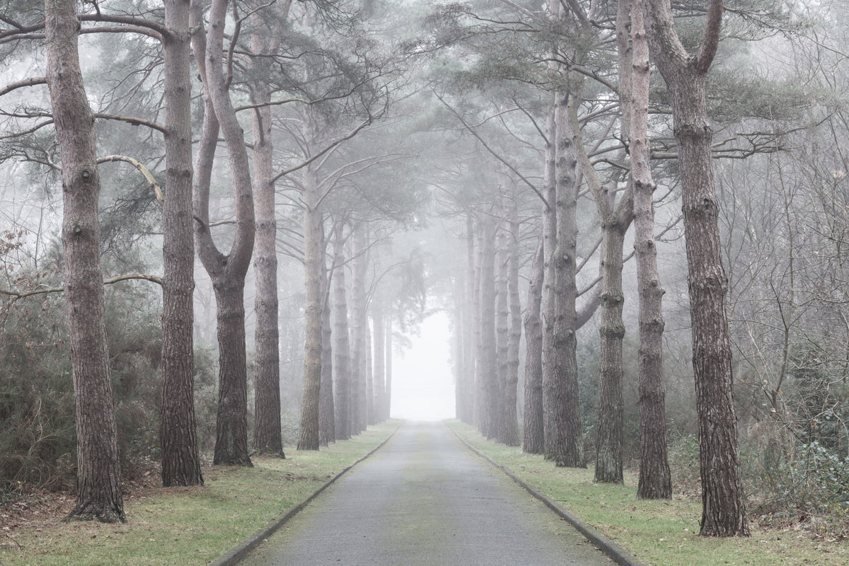 Enchanted Foggy Pine Corridor Wall Mural in your room