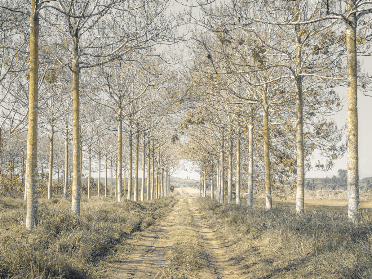 Rustic Forest Corridor Wall Mural in your room