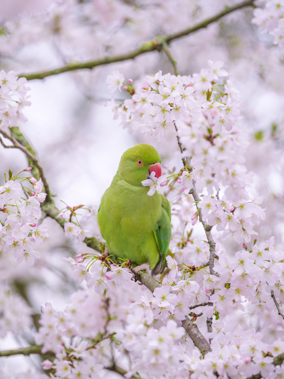 Avian Floral Sanctuary Wall Mural in your room