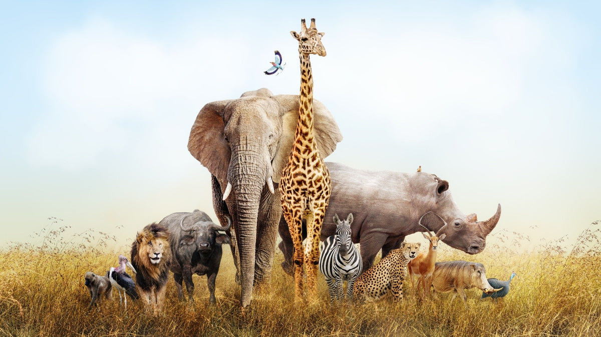 African Animals Safari Kids Room Wallpaper in your room