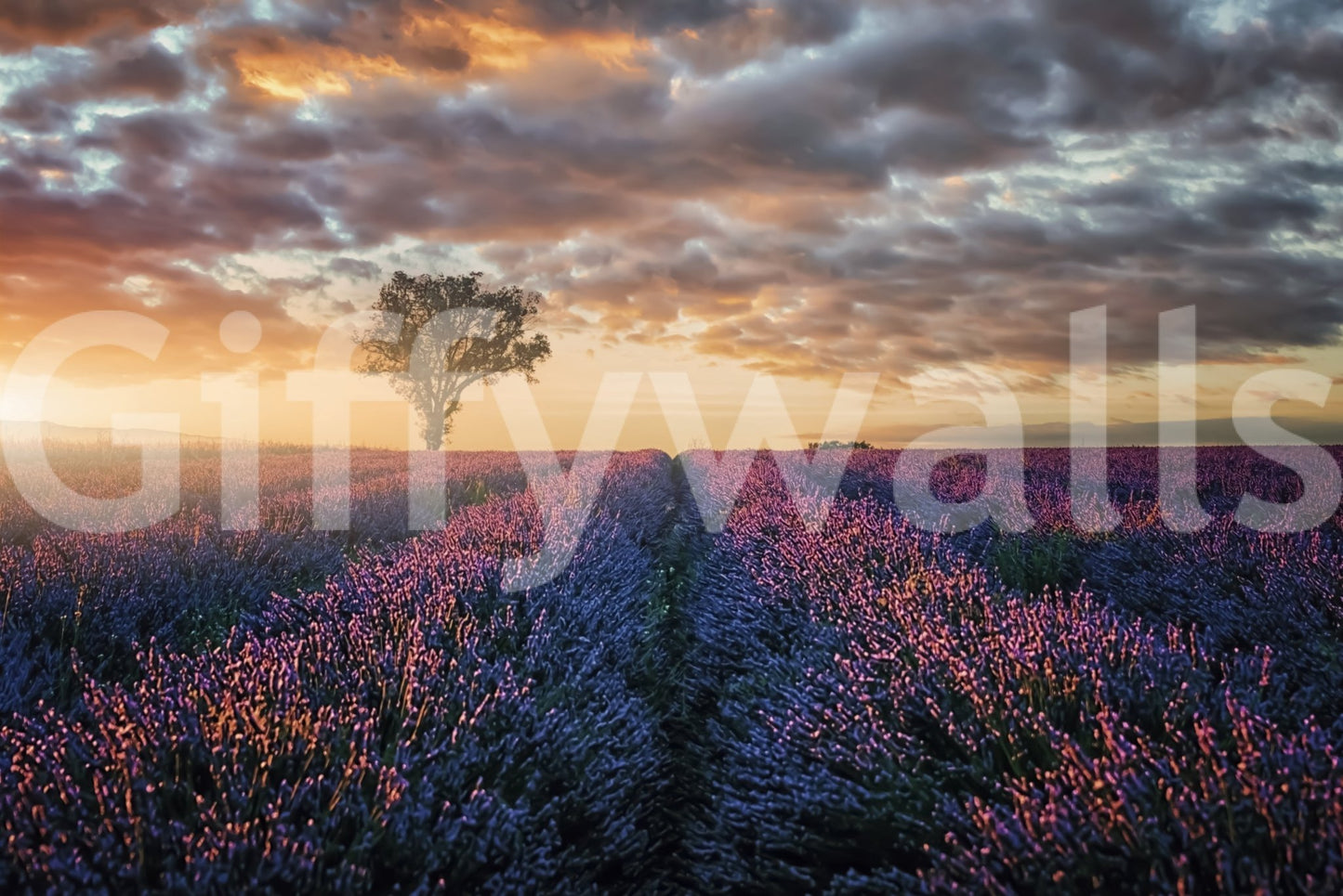 Close view of lavender fields at daybreak
