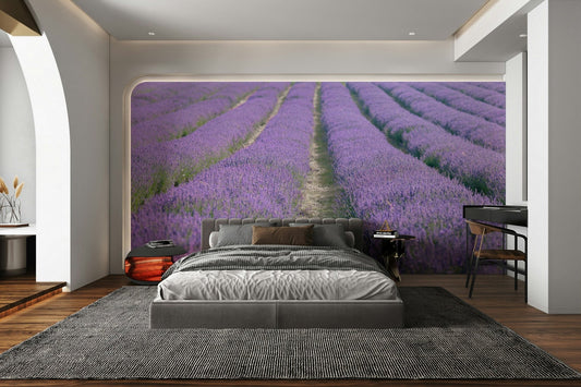 Lavender Dreams Wall Mural featuring a peaceful lavender field

